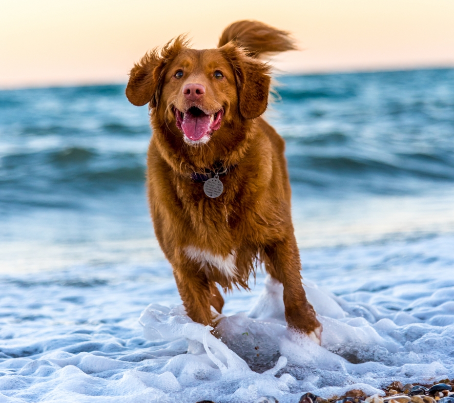 Selection of the best dog friendly hotels and holiday homes